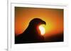 Golden Eagle at Sunrise-W. Perry Conway-Framed Photographic Print