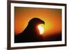 Golden Eagle at Sunrise-W. Perry Conway-Framed Photographic Print