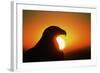 Golden Eagle at Sunrise-W. Perry Conway-Framed Photographic Print