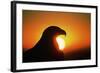 Golden Eagle at Sunrise-W. Perry Conway-Framed Photographic Print