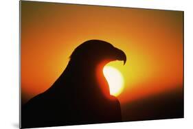 Golden Eagle at Sunrise-W. Perry Conway-Mounted Photographic Print