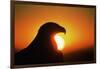Golden Eagle at Sunrise-W. Perry Conway-Framed Photographic Print
