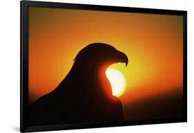 Golden Eagle at Sunrise-W. Perry Conway-Framed Photographic Print