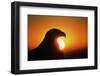 Golden Eagle at Sunrise-W. Perry Conway-Framed Photographic Print