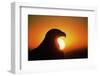 Golden Eagle at Sunrise-W. Perry Conway-Framed Photographic Print