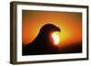 Golden Eagle at Sunrise-W. Perry Conway-Framed Photographic Print