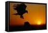 Golden Eagle at Sunset-W. Perry Conway-Framed Stretched Canvas