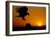 Golden Eagle at Sunset-W. Perry Conway-Framed Photographic Print