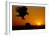 Golden Eagle at Sunset-W. Perry Conway-Framed Photographic Print