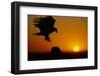 Golden Eagle at Sunset-W. Perry Conway-Framed Photographic Print