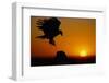 Golden Eagle at Sunset-W. Perry Conway-Framed Photographic Print