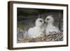 Golden Eagle chicks-Ken Archer-Framed Photographic Print