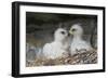 Golden Eagle chicks-Ken Archer-Framed Photographic Print