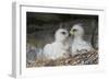 Golden Eagle chicks-Ken Archer-Framed Photographic Print