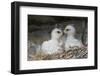 Golden Eagle chicks-Ken Archer-Framed Photographic Print