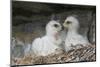 Golden Eagle chicks-Ken Archer-Mounted Photographic Print