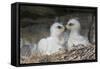 Golden Eagle chicks-Ken Archer-Framed Stretched Canvas