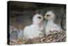 Golden Eagle chicks-Ken Archer-Stretched Canvas