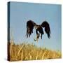 Golden Eagle Clutching a Squirrel in Its Talons-George Silk-Stretched Canvas