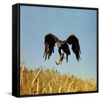 Golden Eagle Clutching a Squirrel in Its Talons-George Silk-Framed Stretched Canvas