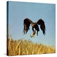 Golden Eagle Clutching a Squirrel in Its Talons-George Silk-Stretched Canvas