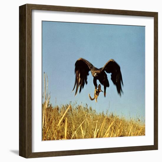 Golden Eagle Clutching a Squirrel in Its Talons-George Silk-Framed Photographic Print