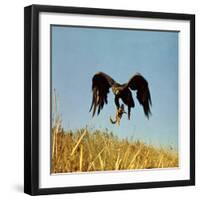 Golden Eagle Clutching a Squirrel in Its Talons-George Silk-Framed Photographic Print