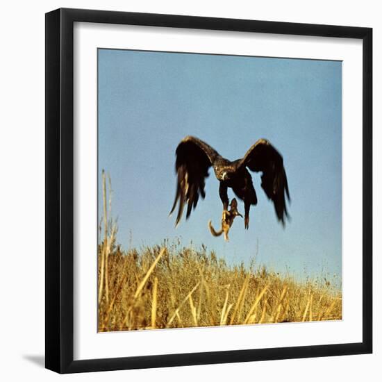 Golden Eagle Clutching a Squirrel in Its Talons-George Silk-Framed Photographic Print