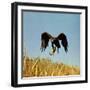 Golden Eagle Clutching a Squirrel in Its Talons-George Silk-Framed Photographic Print