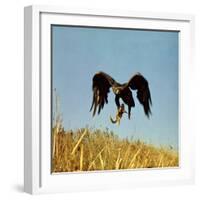 Golden Eagle Clutching a Squirrel in Its Talons-George Silk-Framed Photographic Print