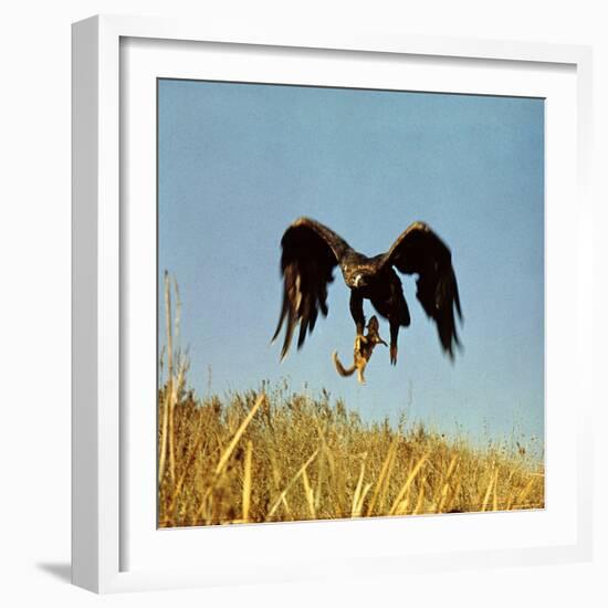 Golden Eagle Clutching a Squirrel in Its Talons-George Silk-Framed Photographic Print