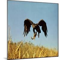 Golden Eagle Clutching a Squirrel in Its Talons-George Silk-Mounted Photographic Print