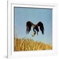 Golden Eagle Clutching a Squirrel in Its Talons-George Silk-Framed Photographic Print