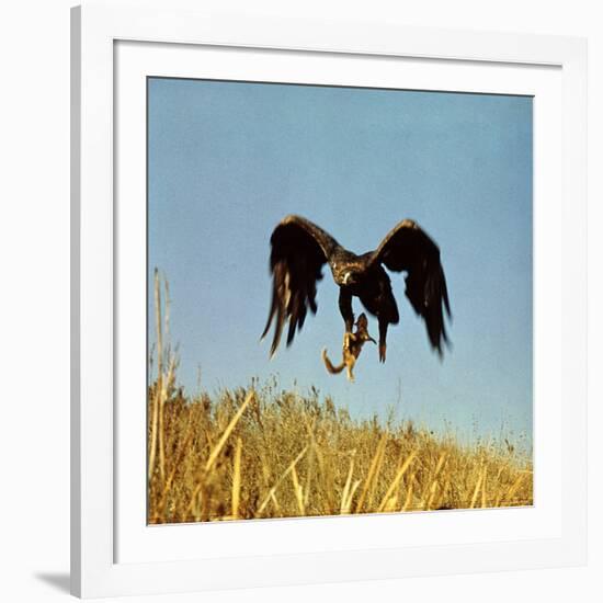 Golden Eagle Clutching a Squirrel in Its Talons-George Silk-Framed Photographic Print