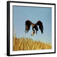 Golden Eagle Clutching a Squirrel in Its Talons-George Silk-Framed Photographic Print