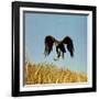 Golden Eagle Clutching a Squirrel in Its Talons-George Silk-Framed Photographic Print