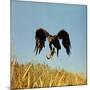 Golden Eagle Clutching a Squirrel in Its Talons-George Silk-Mounted Photographic Print