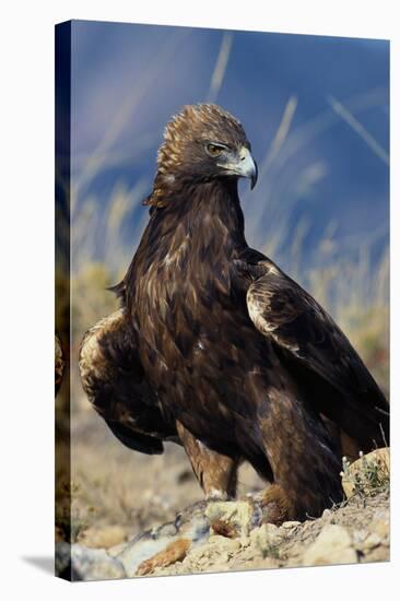 Golden Eagle Clutching Rabbit Kill-W^ Perry Conway-Stretched Canvas