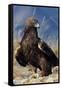 Golden Eagle Clutching Rabbit Kill-W^ Perry Conway-Framed Stretched Canvas