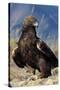 Golden Eagle Clutching Rabbit Kill-W^ Perry Conway-Stretched Canvas