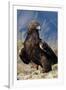 Golden Eagle Clutching Rabbit Kill-W^ Perry Conway-Framed Premium Photographic Print