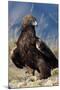 Golden Eagle Clutching Rabbit Kill-W^ Perry Conway-Mounted Premium Photographic Print