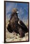 Golden Eagle Clutching Rabbit Kill-W^ Perry Conway-Framed Premium Photographic Print