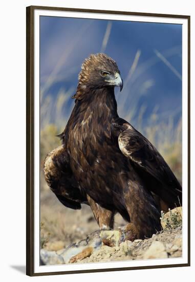 Golden Eagle Clutching Rabbit Kill-W^ Perry Conway-Framed Premium Photographic Print