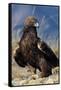 Golden Eagle Clutching Rabbit Kill-W^ Perry Conway-Framed Stretched Canvas