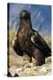 Golden Eagle Clutching Rabbit Kill-W^ Perry Conway-Stretched Canvas