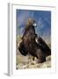 Golden Eagle Clutching Rabbit Kill-W^ Perry Conway-Framed Photographic Print