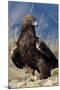 Golden Eagle Clutching Rabbit Kill-W^ Perry Conway-Mounted Photographic Print