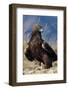 Golden Eagle Clutching Rabbit Kill-W^ Perry Conway-Framed Photographic Print