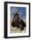 Golden Eagle Clutching Rabbit Kill-W^ Perry Conway-Framed Photographic Print